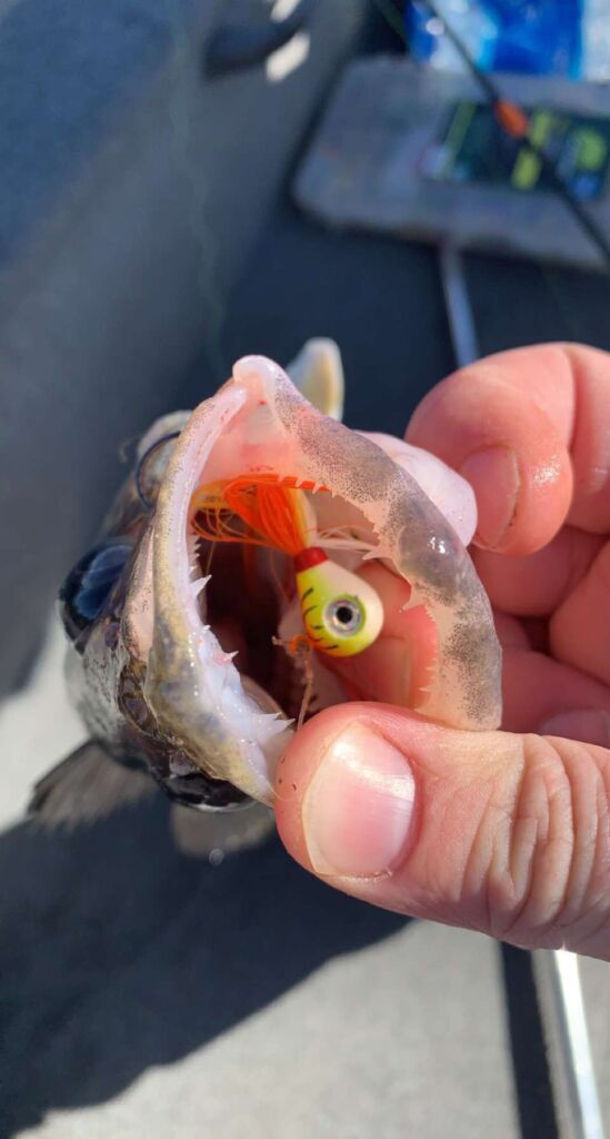 Gavin Grey - Hair Jigs - Walleye Walker Minnesota - Walleye